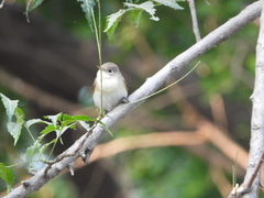 Ficedula