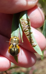 Paropsisterna agricola