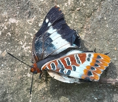 Charaxes brutus