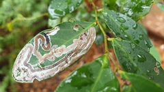 Phyllocnistis diaugella