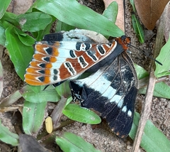 Charaxes brutus