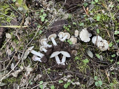 Inocybe armeniaca