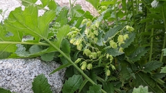 Emmenanthe penduliflora penduliflora