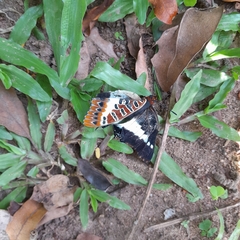 Charaxes brutus