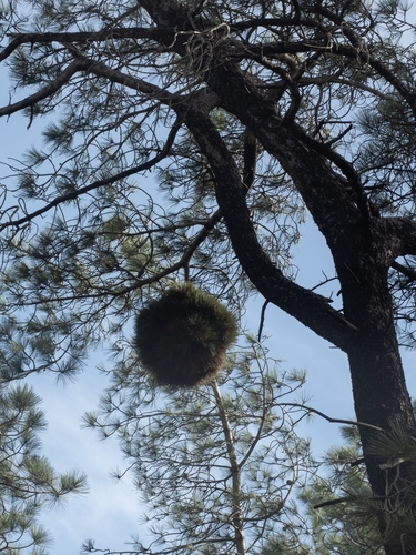 Torrey pine (Pinus torreyana)