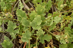 Cristaria glaucophylla