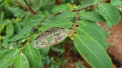 Phyllocnistis diaugella