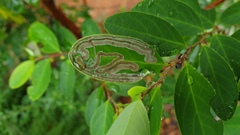 Phyllocnistis diaugella