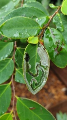 Phyllocnistis diaugella