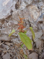 Acalypha neomexicana