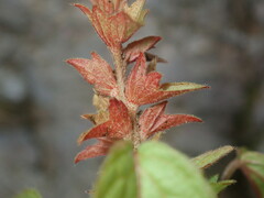 Acalypha neomexicana