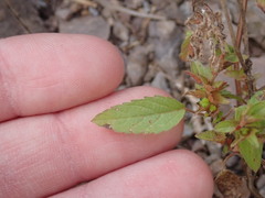 Acalypha neomexicana