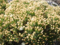 Ericameria laricifolia