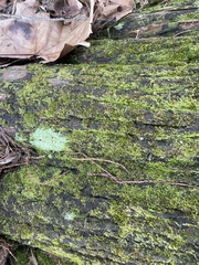 Gymnostomum aeruginosum