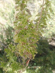 Brickellia laciniata