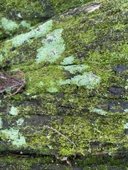 Gymnostomum aeruginosum