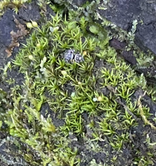 Gymnostomum aeruginosum