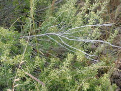 Brickellia laciniata