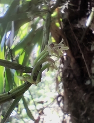 Scaphyglottis fasciculata