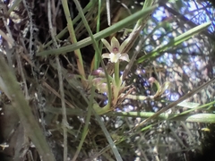 Scaphyglottis fasciculata
