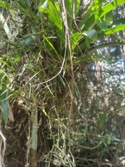 Scaphyglottis fasciculata