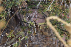 Melanoplus eumera