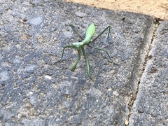 Pseudomantis albofimbriata