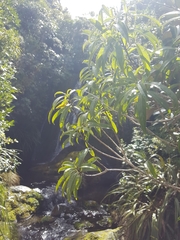 Melicytus lanceolatus