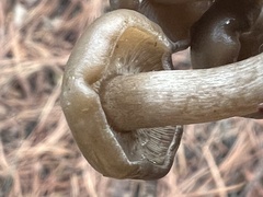 Lyophyllaceae