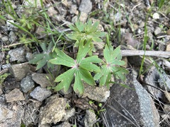 Delphinium cardinale