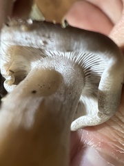 Lyophyllaceae