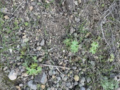 Delphinium cardinale