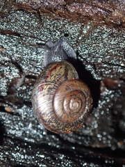 Helminthoglypta traskii