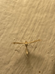 Pterophoridae