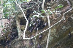 Rousettus aegyptiacus