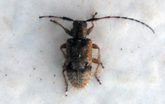 Exocentrus echinulus