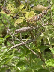 Archimantis latistyla