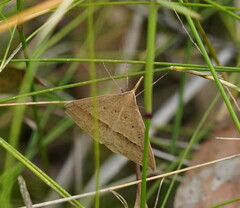 Epidesmia hypenaria