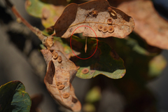 Andricus pedicellatus