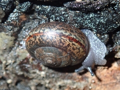 Helminthoglypta traskii