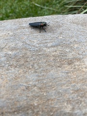 Belionota