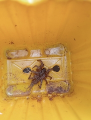 Thelechoris striatipes