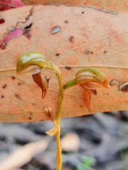 Pterostylis squamata