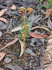 Pterostylis squamata