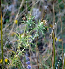 Carthamus lanatus