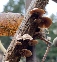 Deconica horizontalis