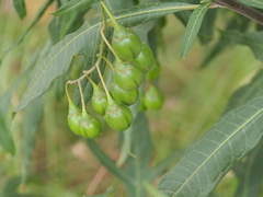 Solanum laciniatum