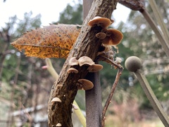 Deconica horizontalis