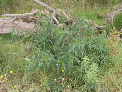Solanum laciniatum