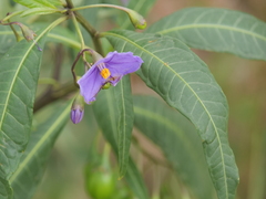 Solanum laciniatum